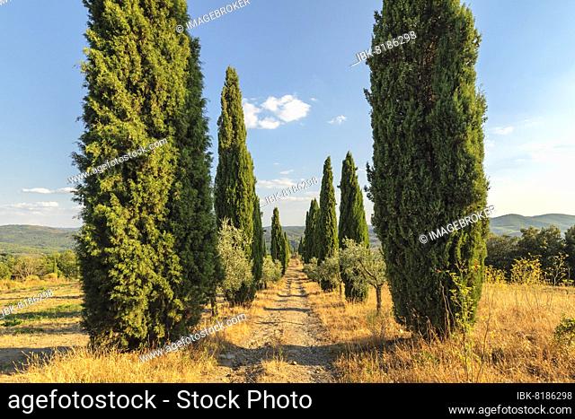 Cypress avenue in the vineyards, Volpaia, near Radda in Chianti, Chianti, province of Siena, Tuscany, Italy, Europe