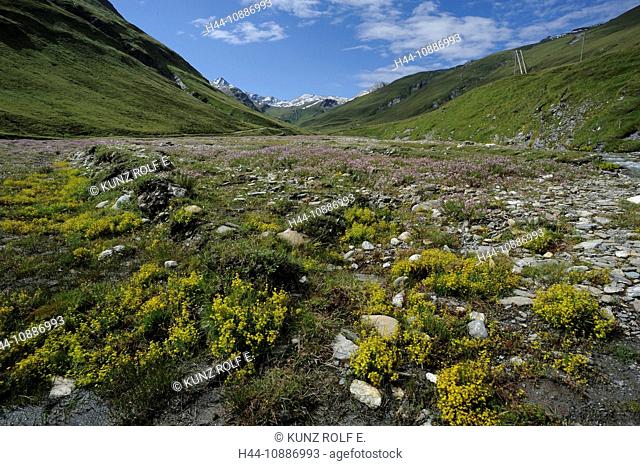 near Avers Juppa, Bergalga, brook bed, brook Bergalga, Epilobium fleischeri, Alpine willow herb, Saxifraga aizoides, Yellow Saxifrage, mountain flowers