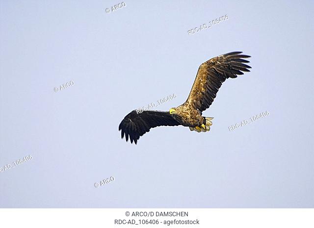 White-tailed Eagle biosphere preserve Elbe Lower Saxony Germany Haliaeetus albicilla