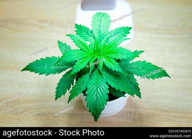 Cannabis Plant Growing. Close up. Vertical insta story. Indoor cultivation concept of growing under artificial light. Marijuana leaves