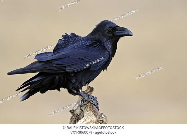 Common Raven ( Corvus corax ), impressive adult, perched in front of clean background, watching attentively, wildlife, Europe.