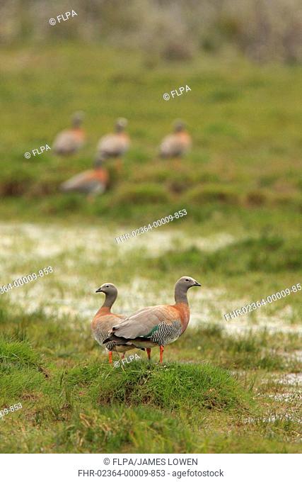 Ashy-headed Goose Chloephaga poliocephala adult pair, standing on grazing marsh, with others in background, Estancia Harberton, Tierra del Fuego, Argentina