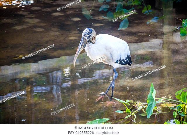 A portrait shot of a wading bird taking a stroll in the forest of Gatorland