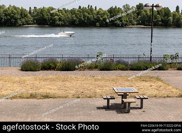 18 June 2022, Rhineland-Palatinate, Mainz: A parched green area on the banks of the Rhine. On 19.06.2022, people in Rhineland-Palatinate will continue to sweat...