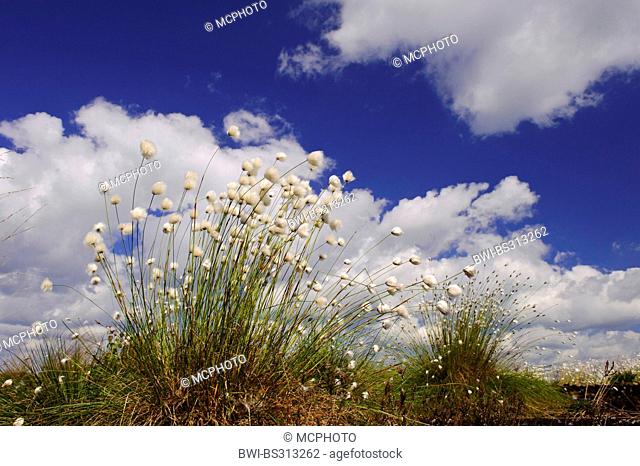 tussock cotton-grass, hare's-tail cottongrass (Eriophorum vaginatum), fruiting against blue sky, Germany, Lower Saxony