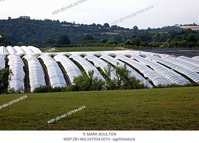 Acres of plastic greenhouses in Wye Valley near Ross on Wye UK