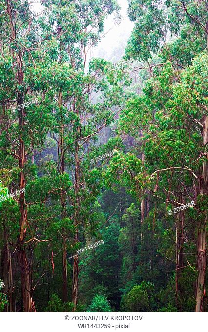 famous australian Rainforest