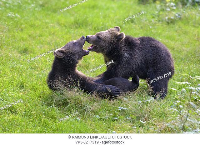 European Brown Bears, Ursus arctos, two cubs fighting, Germany