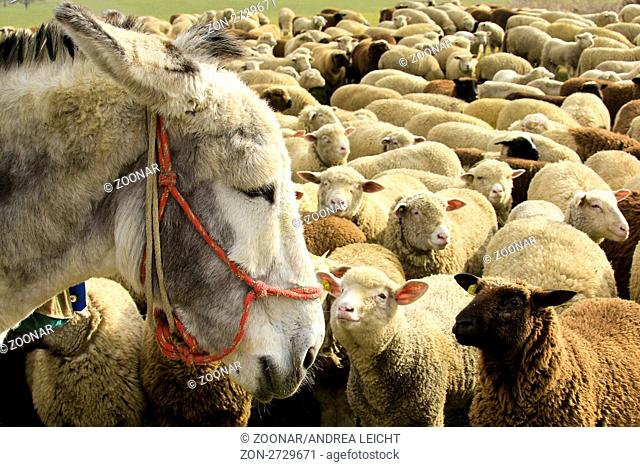 Die letzten Wanderherden in der Schweiz - unterwegs zwischen 600 Schafen, 2 Hunden und einem Esel