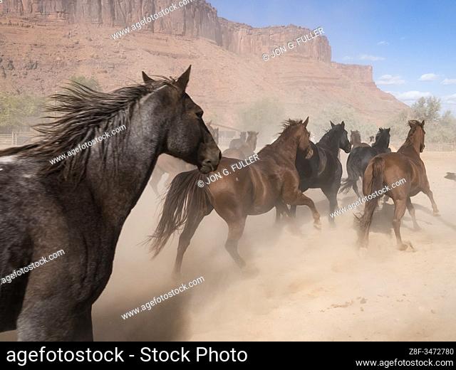 A herd of saddle horses kick up a cloud of dust as they are herded on the Red Cliffs Ranch near Moab, Utah