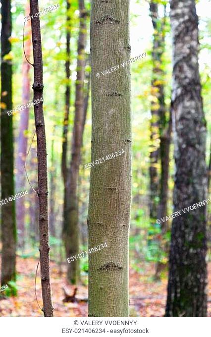 aspen and birch trunks in autumn forest