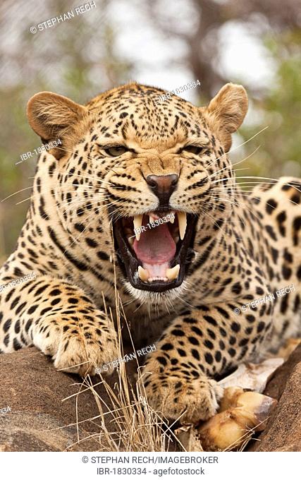 Portrait of a hissing leopard (Panthera pardus), Tshukudu Game Lodge, Hoedspruit, Greater Kruger National Park, Limpopo Province, South Africa