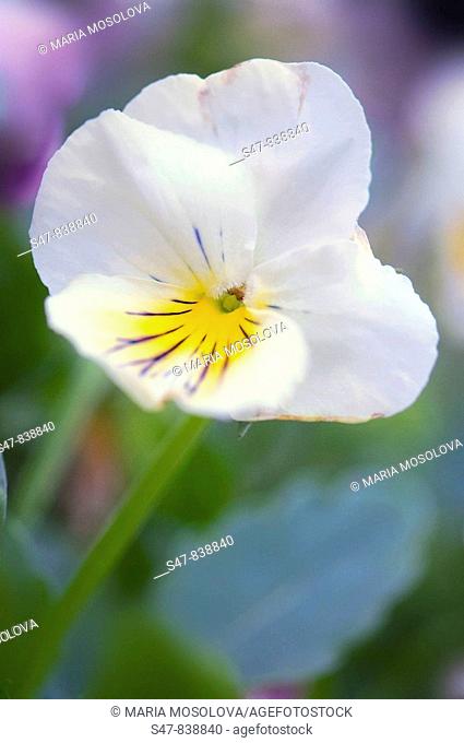 White Pansy. Viola x wittrockiana