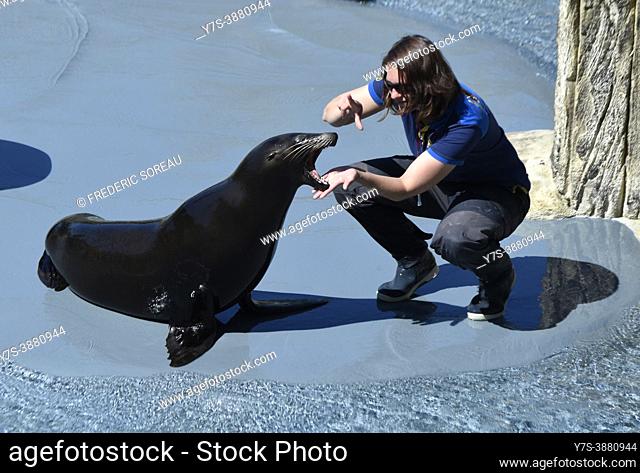 French zoo seal Stock Photos and Images | agefotostock