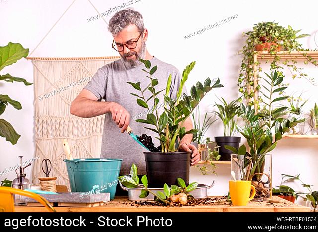 Man using trowel while potting Zamioculcas Zamiifolia plant in flower pot while standing at home
