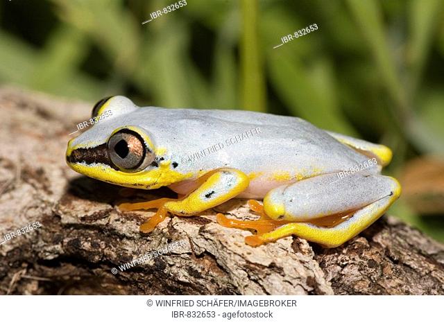 Madagascan Lined, White-Lined or Spotted Reed Frog (Heterixalus punctatus), Madagascar, Africa