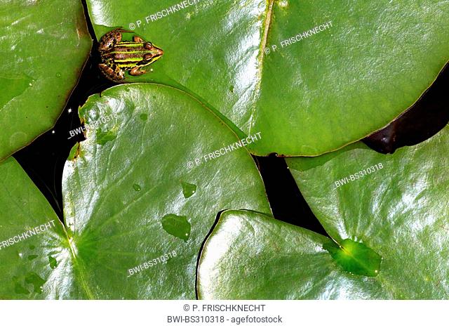 European edible frog, common edible frog (Rana kl. esculenta, Rana esculenta), sitting on lily pad, Switzerland