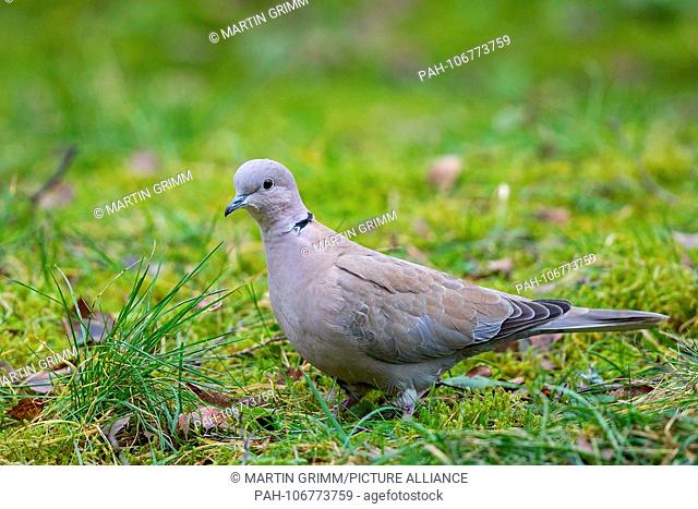 Eurasian Collared Dove (Streptopelia decaocto) perched on field, Bavaria, Germany | usage worldwide. - /Bayern/Germany