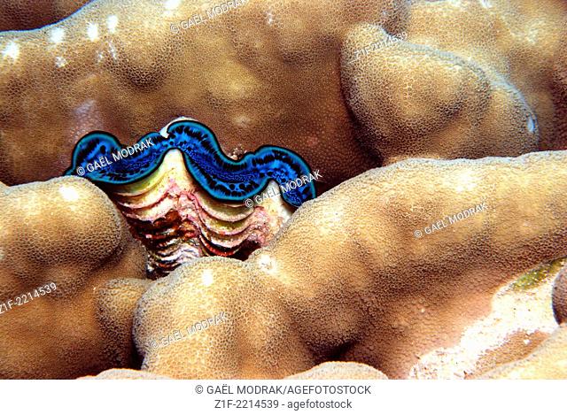 Common giant clam colors in red sea, Egypt. Tridacna maxima