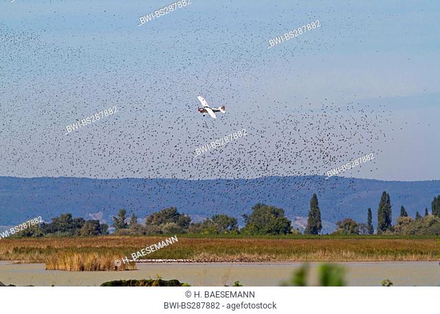common starling (Sturnus vulgaris), airplane scaring off a flock of starlings, Austria, Burgenland, Neusiedler See National Park, Ilmitz