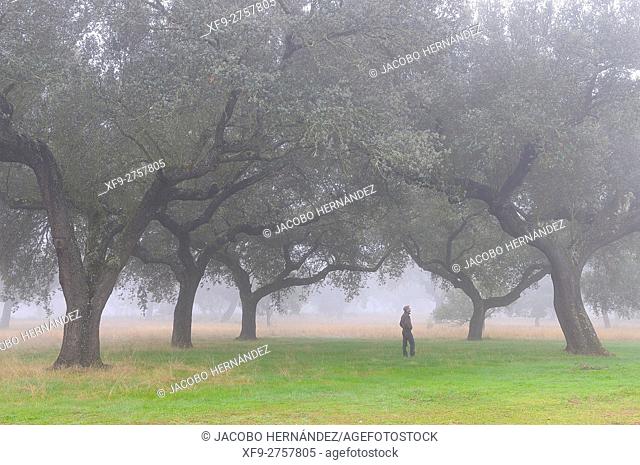 Holm oak dehesa in winter. Badajoz province, Extremadura, Spain