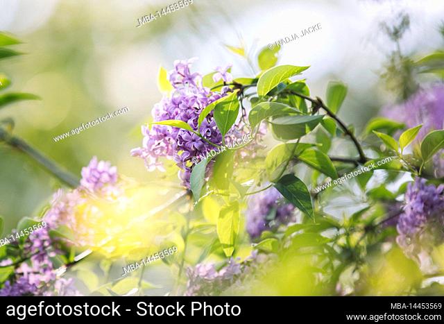 Lilac, flowers, purple, detail, blur