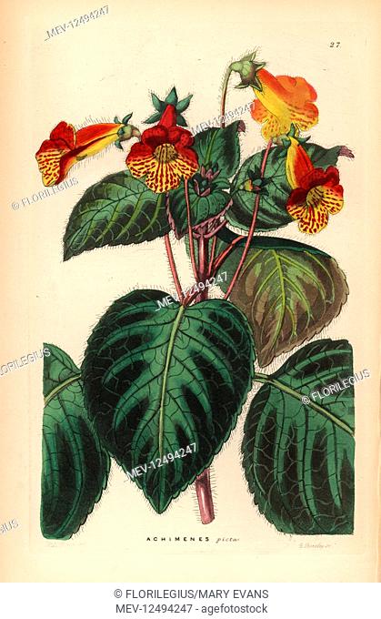 Tree gloxinia, Kohleria amabilis (Painted achimenes, Achimenes picta). Handcoloured copperplate engraving by G. Barclay after Miss Sarah Drake from John Lindley...