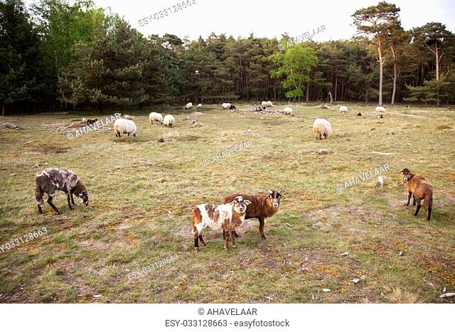flock of sheep in forest area near Zeist in the netherlands