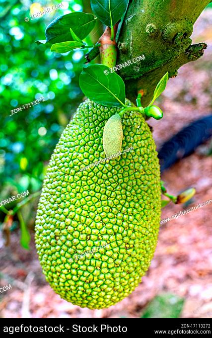 The amazing view of green ripe jackfruit brunch on the tree inside the fruit garden on Hainan