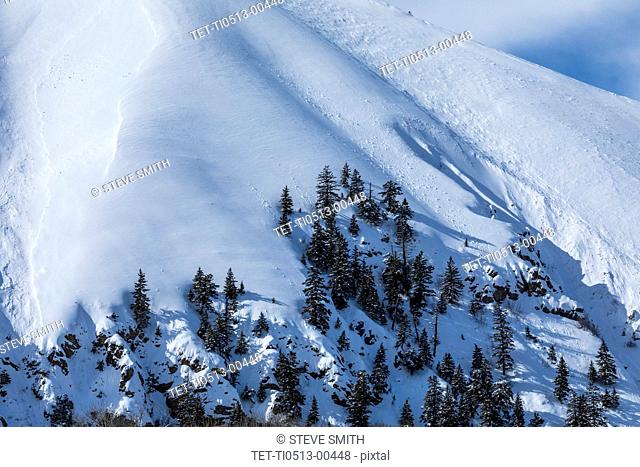 Pine trees on snow covered mountain in Sun Valley, Idaho, USA