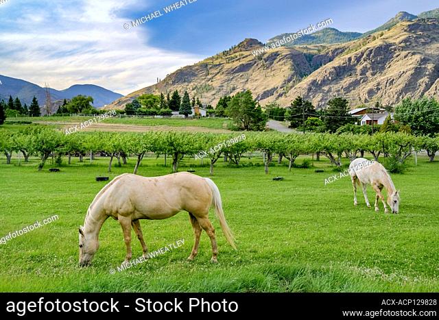 Horses grazing in orchard, Cawston, British Columbia, Canada