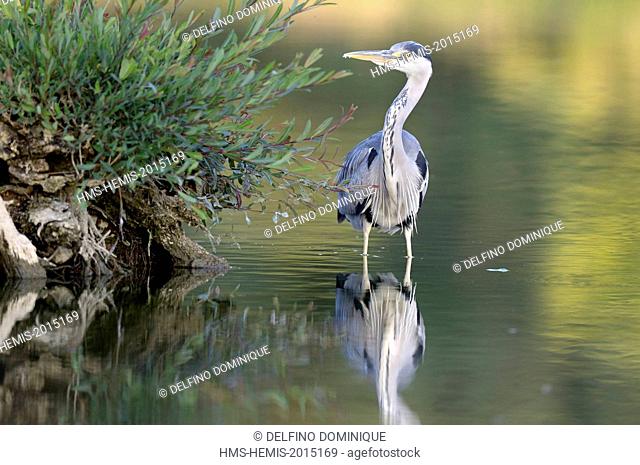 France, Doubs, natural area for Allan to Brognard deer, Grey Heron (Ardea cinerea) adult hunting in a marsh at low water