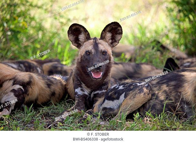 African wild dog, African hunting dog, Cape hunting dog, Painted dog, Painted wolf, Painted hunting dog, Spotted dog, Ornate wolf (Lycaon pictus), pack