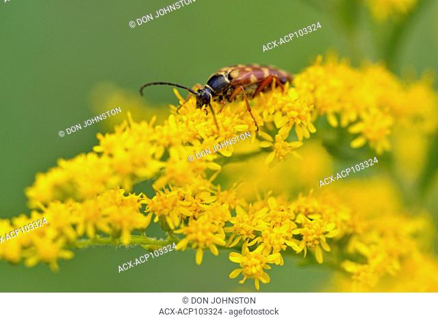 Banded longhorn beetle (Typocerus velutinus) feeding on goldenrod flowers, Greater Sudbury, Ontario, Canada