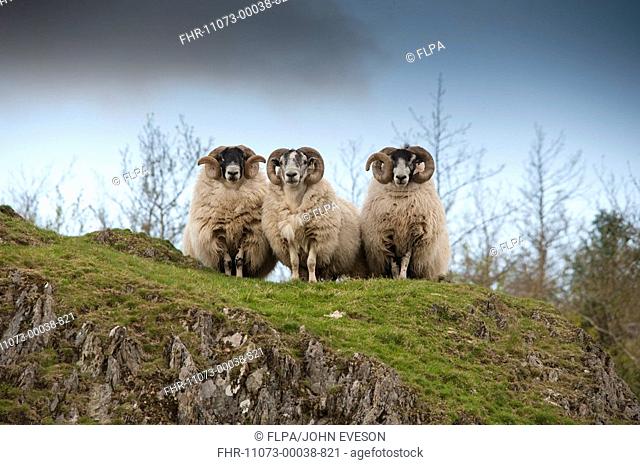 Domestic Sheep, Scottish Blackface rams, Newton Stewart type, standing on rocky outcrop, Stroanfreggan, Dumfries, Scotland