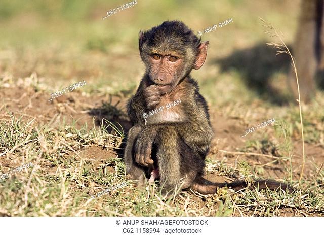 Olive Baboon or Anubis Baboon Olive Baboon (Papio cynocephalus anubis) infant male aged 6-9 months sitting portrait, Maasai Mara National Reserve, Kenya