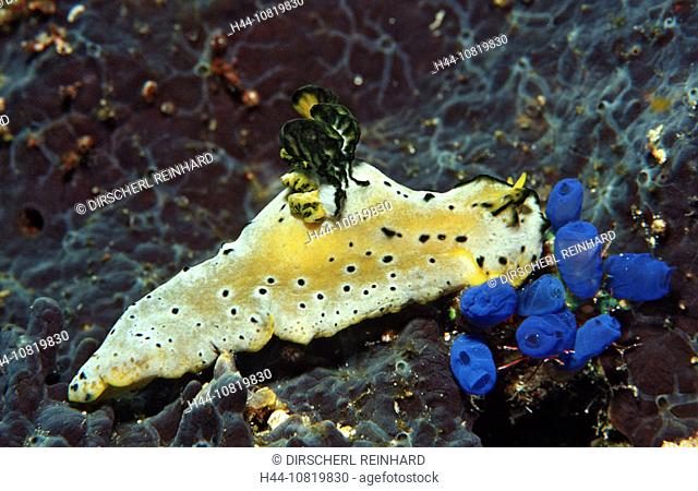 Sea slug, Notodoris sp., Indonesia, Wakatobi Dive, Resort, Sulawesi, Indian Ocean, Bandasea, slug, slugs, invertebrate