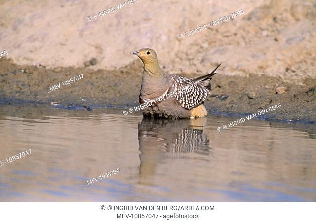 Namaqua SANDGROUSE - male feather soaking (Pterocles namaqua). Kgalagadi Transfrontier Park, South Africa. Male sandgrouse will dip their belly feathers under...