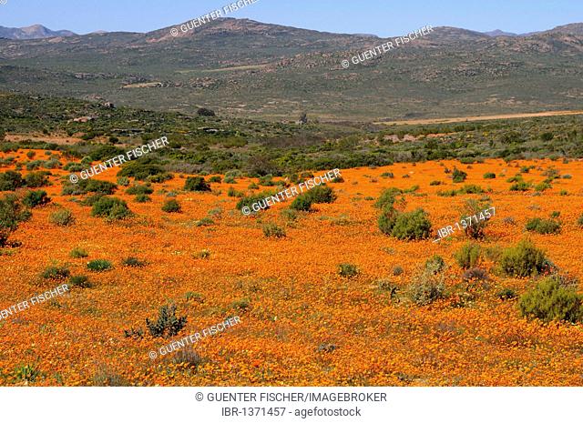 Spring flower meadow in the Skilpad Nature Reserve in Mamieskron, Namaqualand, South Africa, Africa