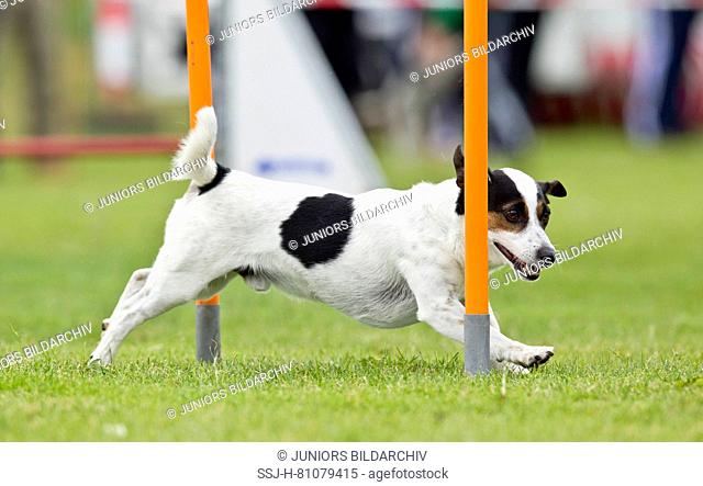 Jack Russell Terrier. Adult demonstrating fast weave poles in an obstacle course. Germany
