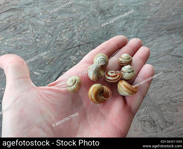 Garden snails crawl in a the village