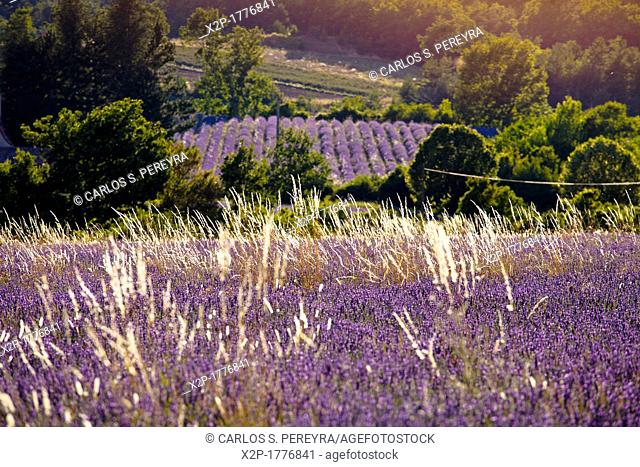 Blooming field of Lavender Lavandula angustifolia around Sault and Aurel, in the Chemin des Lavandes, Provence-Alpes-Cote d'Azur, Southern France, France