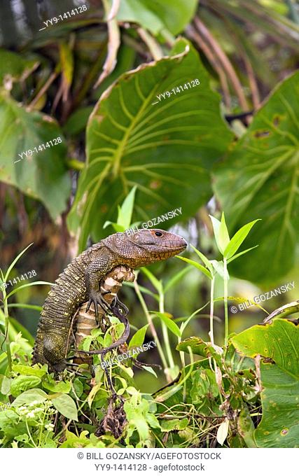Caiman Lizard - Yasuni National Park - Napo Province, Ecuador