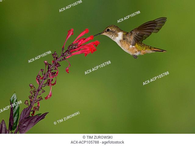 Female Volcano Hummingbird (Selasphorus flammula) San Gerrardo de Dota, Costa Rica