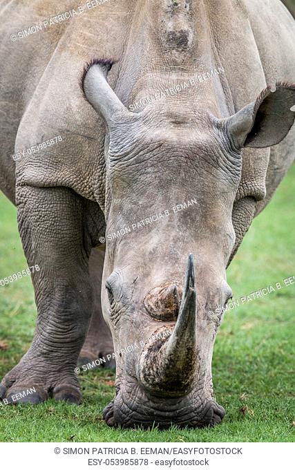 Close up of a White rhino in the grass, South Africa
