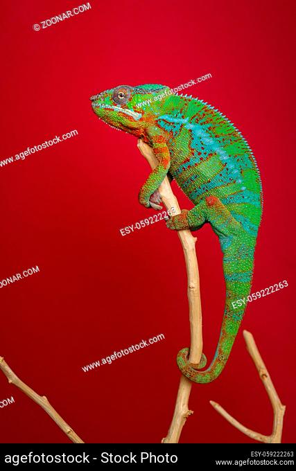 alive chameleon reptile sitting on branch. studio shot over red background. copy space