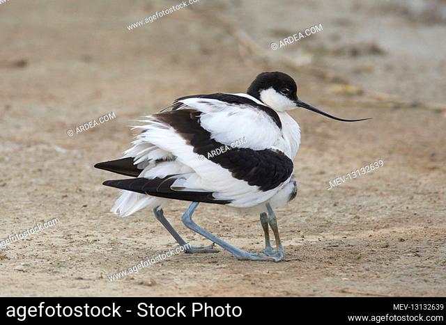 Avocet - female gathering its chick under its wings - Germany