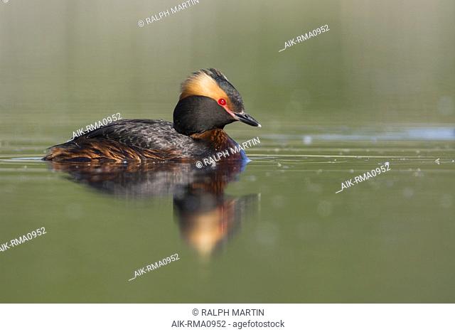 Adult Slavonian Grebe (Podiceps auritus auritus) swimming in a fresh water lake near Jekaterinburgh in Russia. Bird in ful breeding plumage