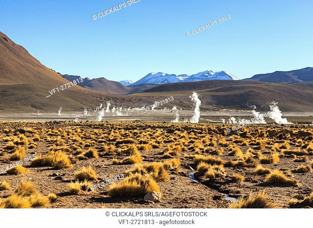 Laguans altiplanicas, Atacama, Chile, South America