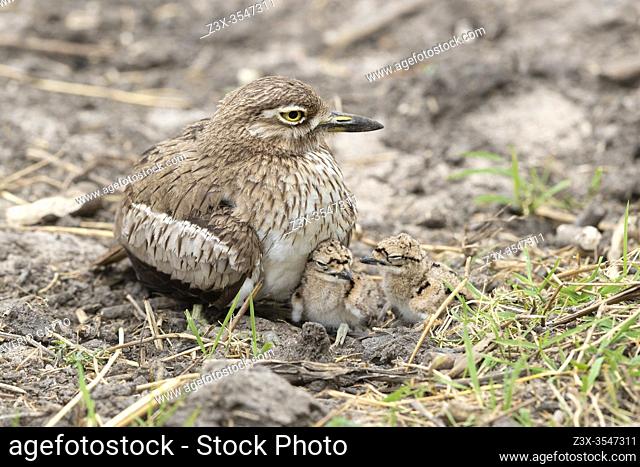 Water Thick-knee (Burhinus vermiculatus), adult female with its chicks, Mpumalanga, South Africa